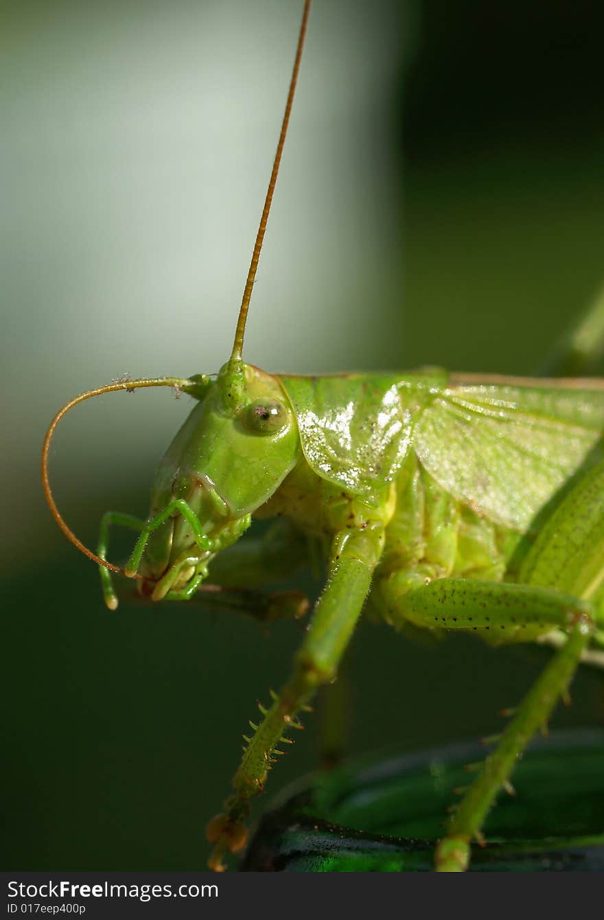 Detail of grasshopper cleaning his feeler