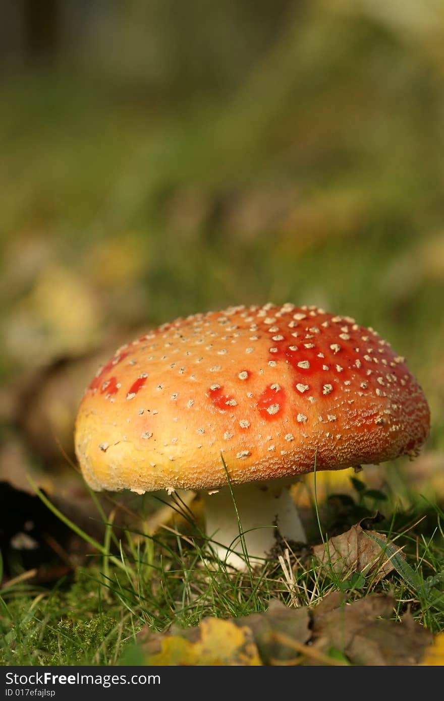 Autumn scene: toadstool or fly agaric mushroom in the grass