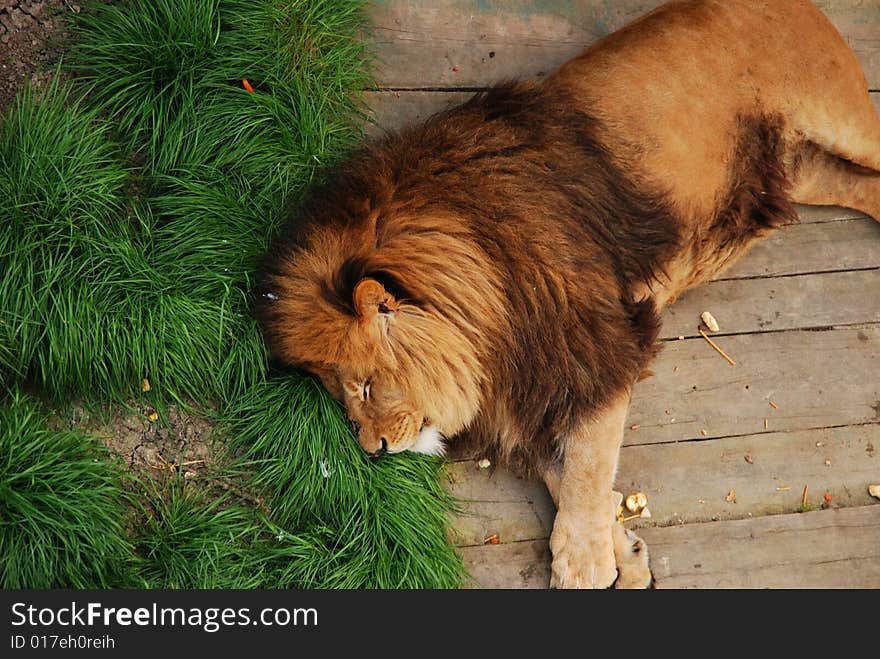 Sleeping Leon in Yalta zoo