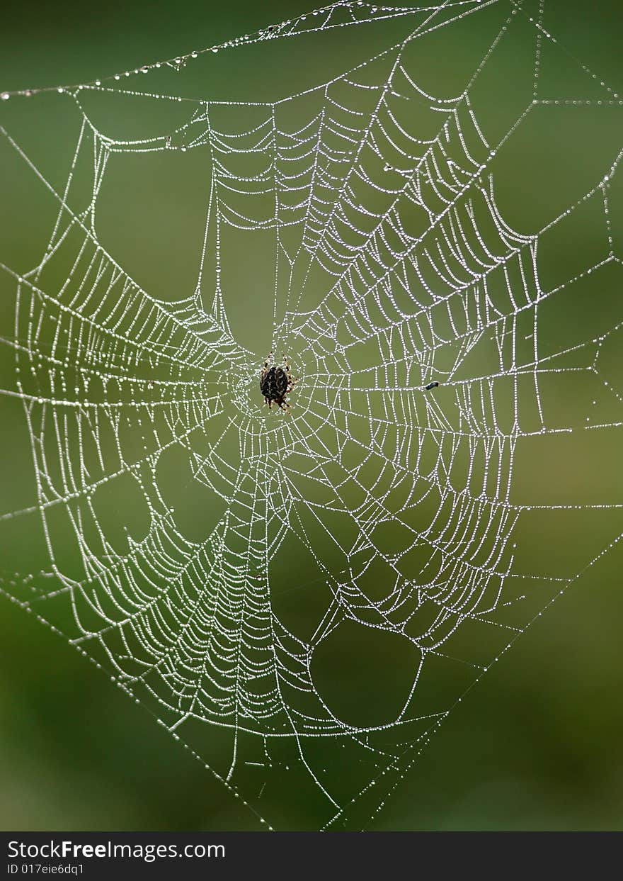 A spider sits on its web and waits for food. A spider sits on its web and waits for food