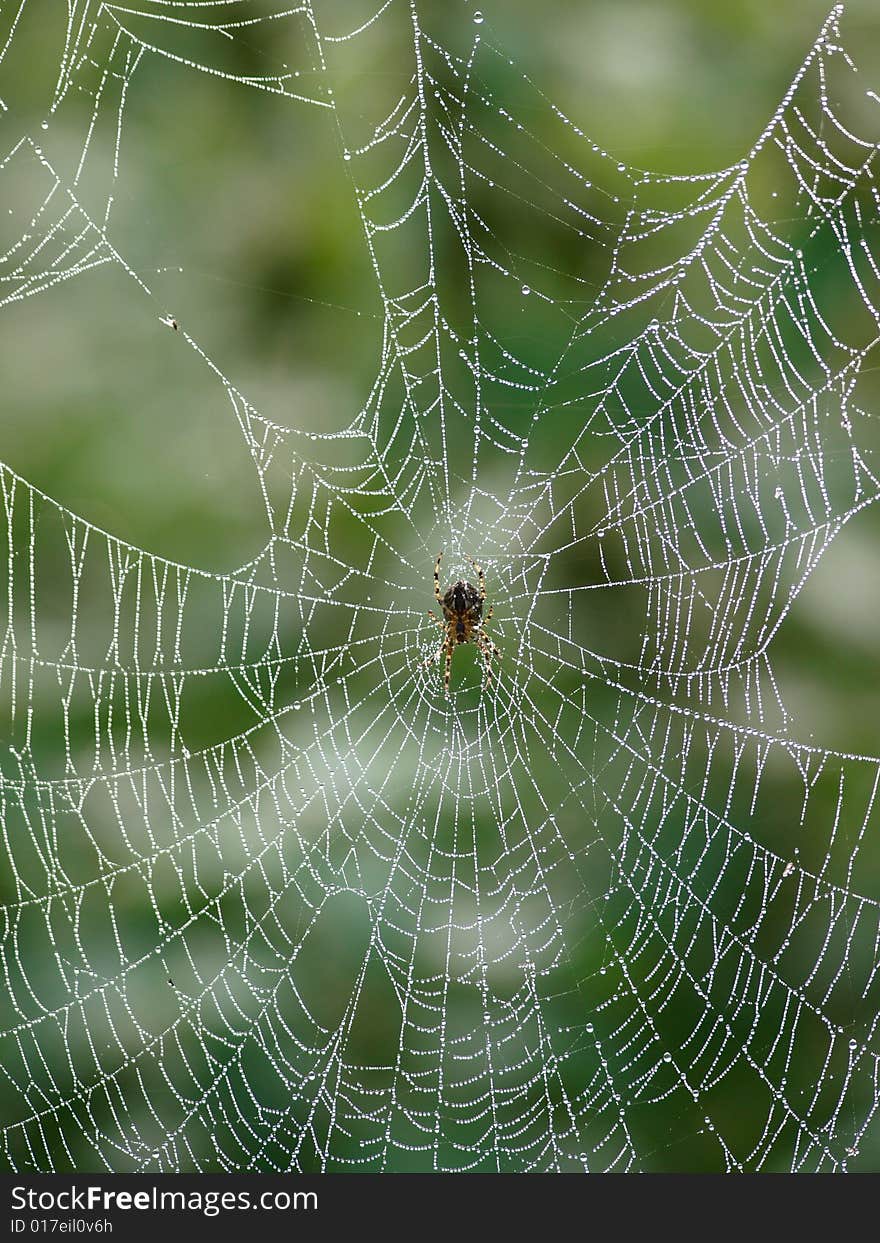 A spider sits on its web and waits for food. A spider sits on its web and waits for food