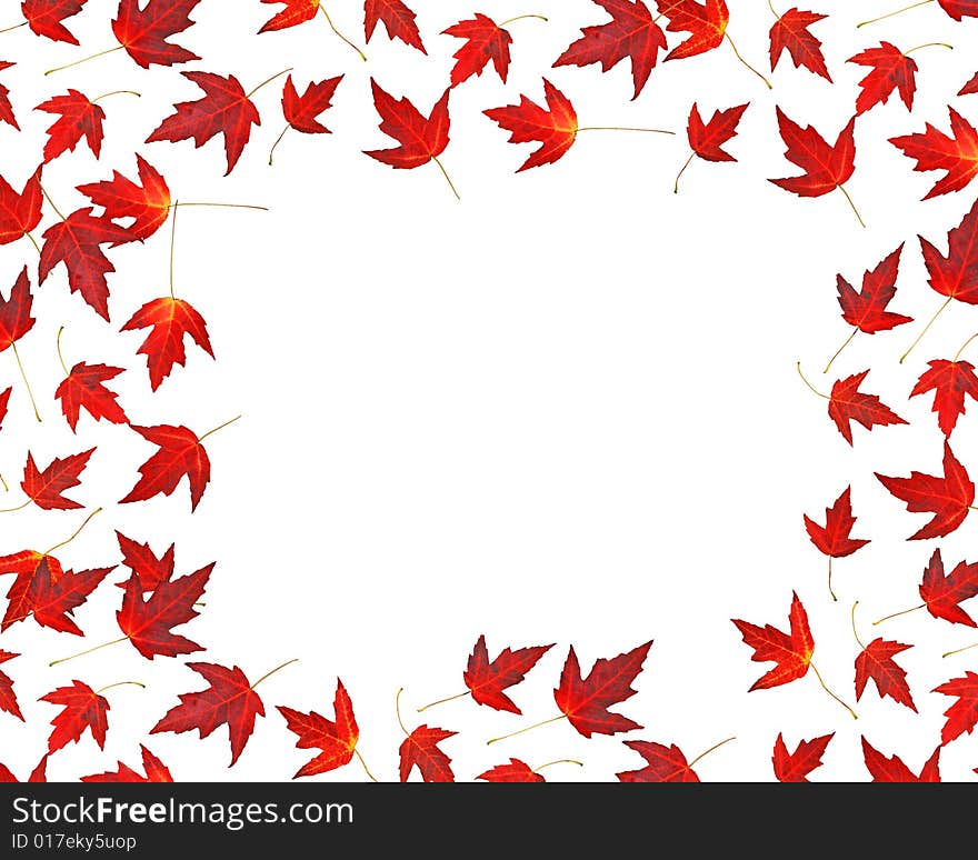 Isolated red maple leaves