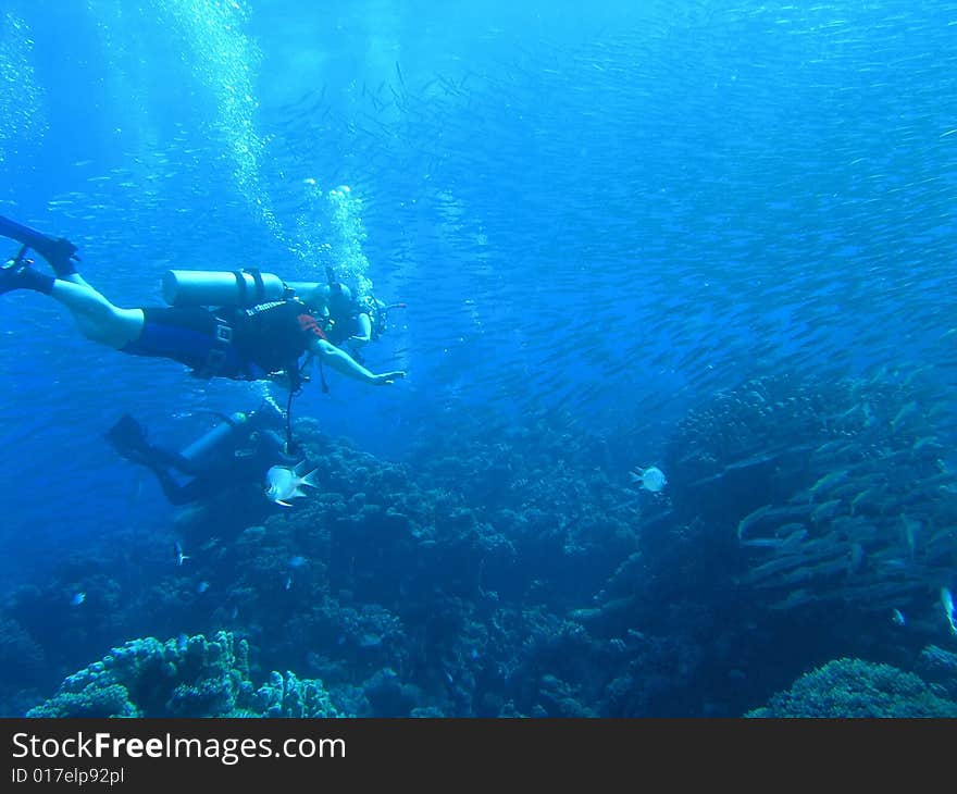 Divers on the reef in the red sea