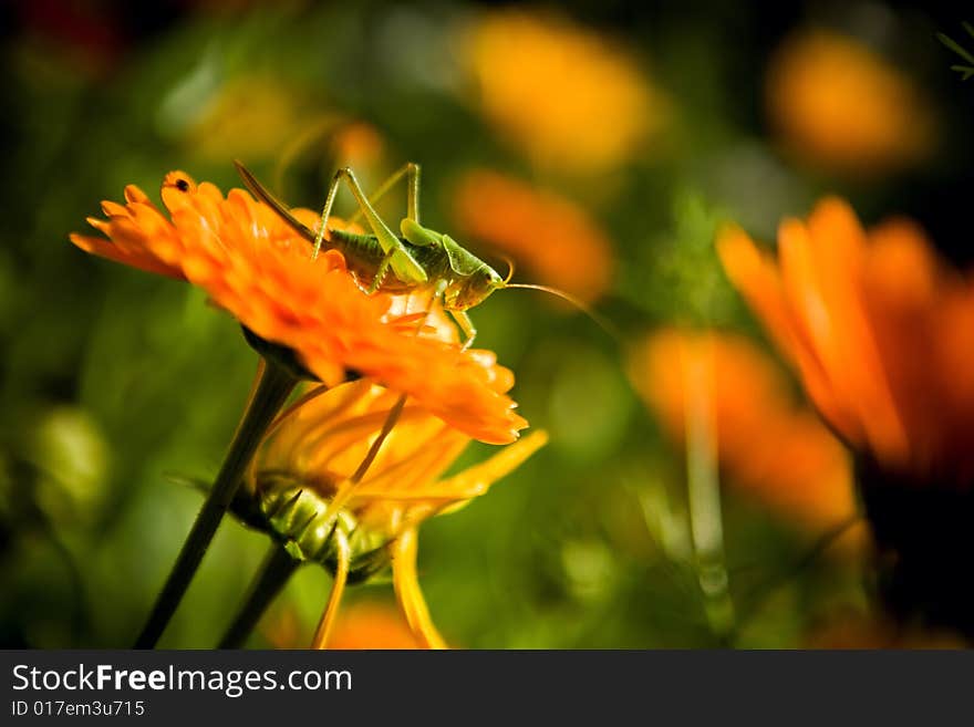 Green grasshopper sitting on orange flower. Green grasshopper sitting on orange flower