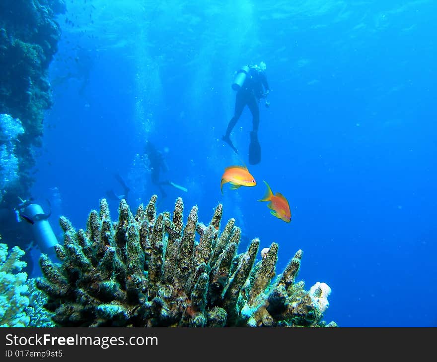 Divers on the reef in the red sea