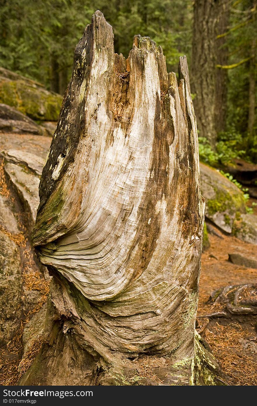 An old twisted stump in the forest