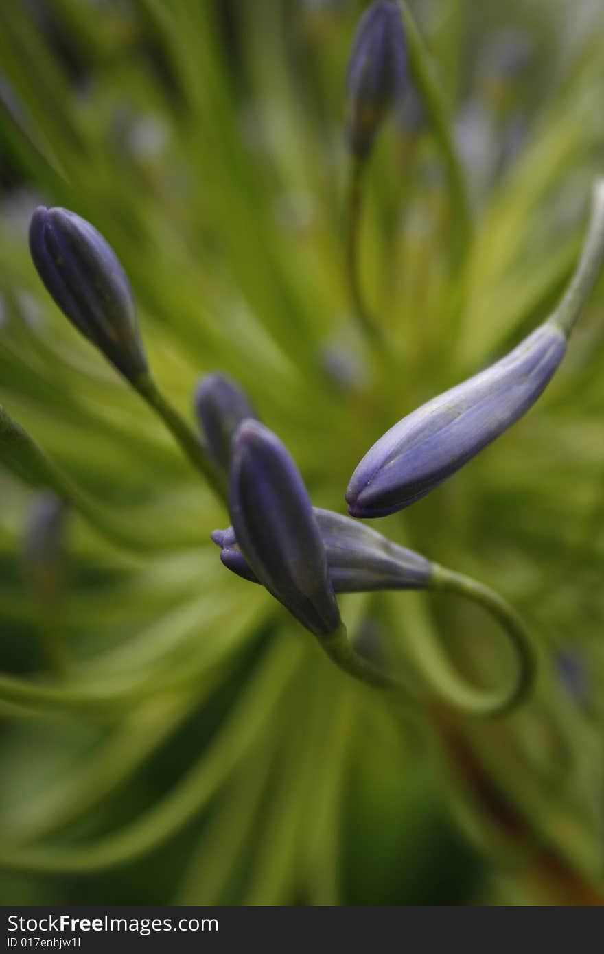 Agapanthus Close up of purple buds