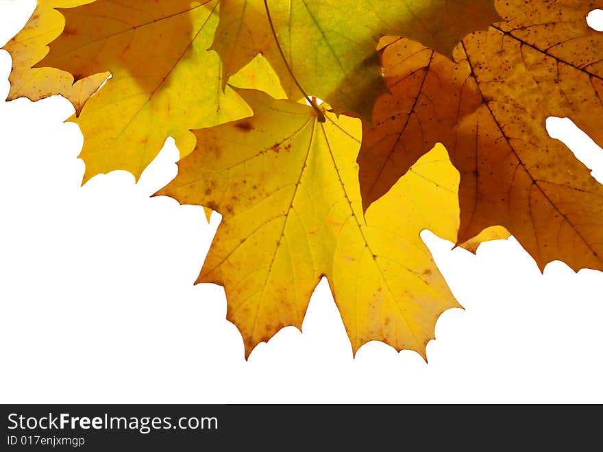 Autumn maple leaves isolated on white background