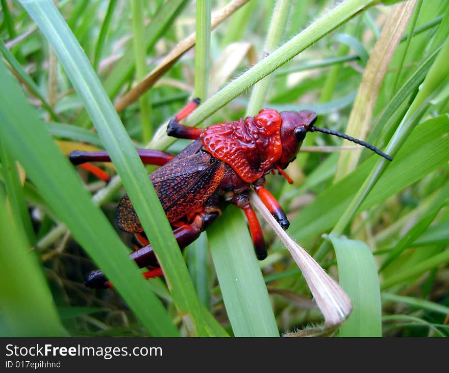 Red cricket bug clinging on for dear life in the forest. Red cricket bug clinging on for dear life in the forest