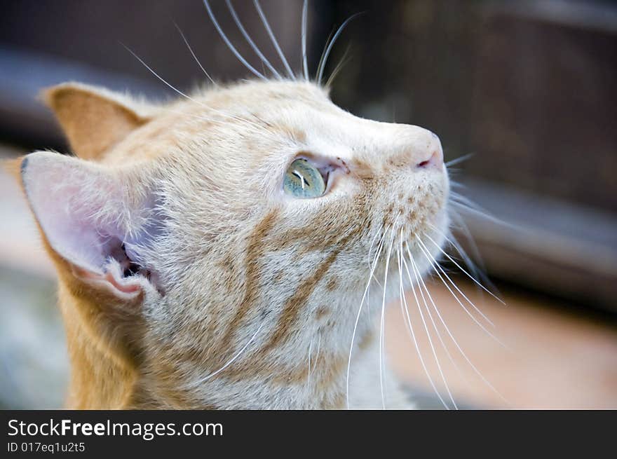 Nice pet cat portrait.Close up shot.