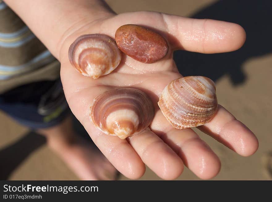 Shells in Childrens Hand