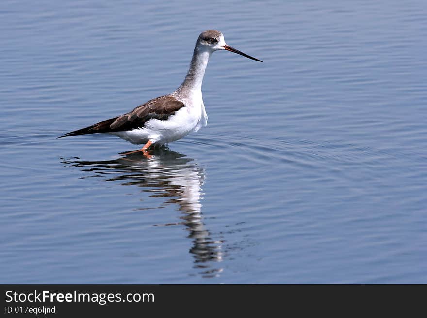 A bird of passage (and its reflection) looking for food on the water (Himantopus himantopus). A bird of passage (and its reflection) looking for food on the water (Himantopus himantopus).