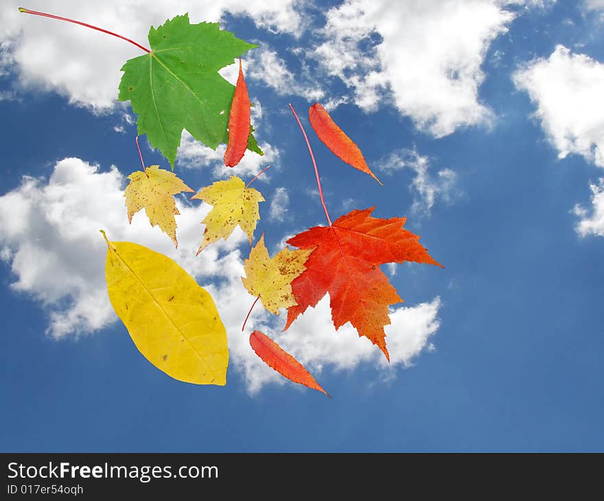 Colorful autumn leaves falling to earth. Colorful autumn leaves falling to earth.