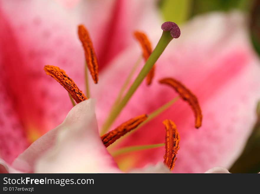 Stunning stargazer lily macro