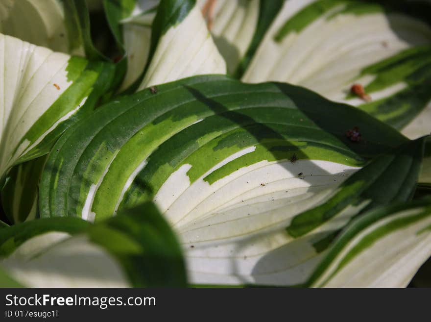 Hosta. Variegated leaves of bright plant.