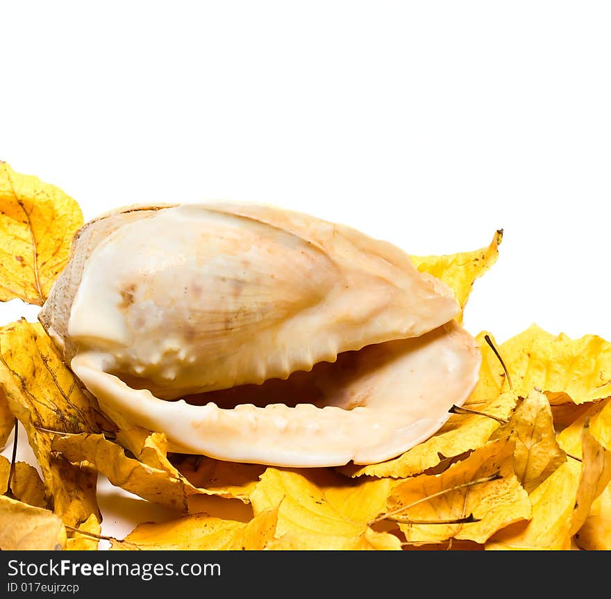 Ocean cocktashell on Fall leafs isolated on white