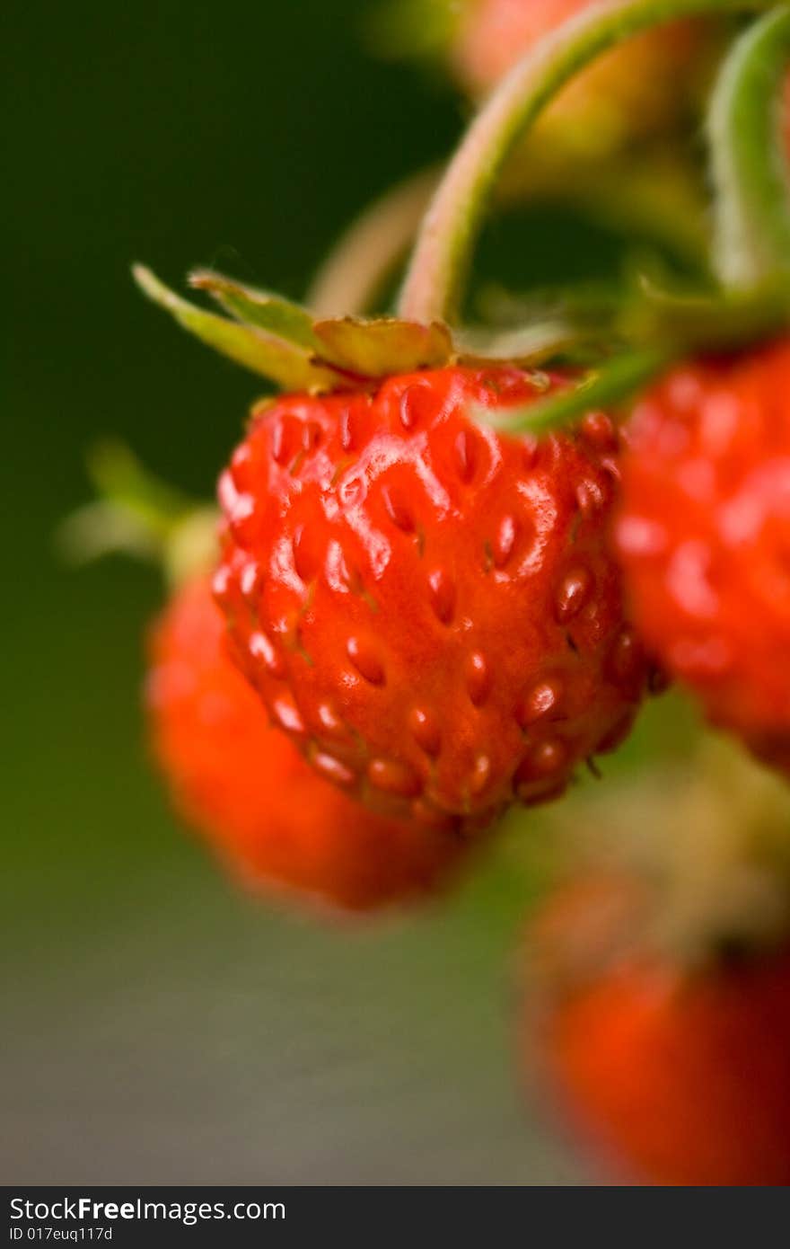 Close up of a wild strawberry over green background