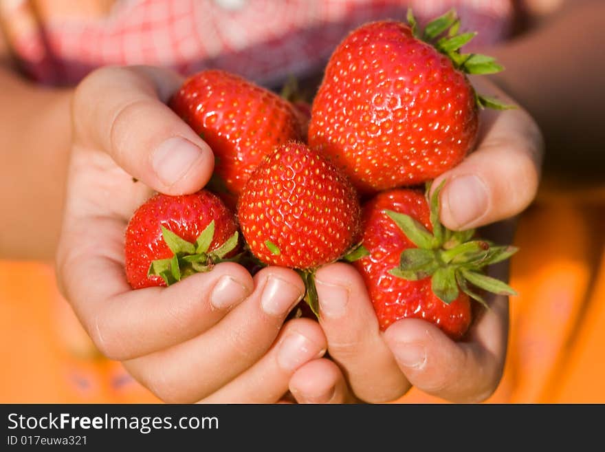 Delicious strawberries in a child's hands