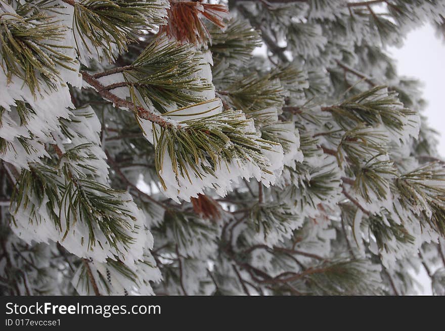 Icy Needles