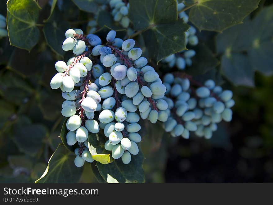 Berries clustered on a vine in Texas. Berries clustered on a vine in Texas