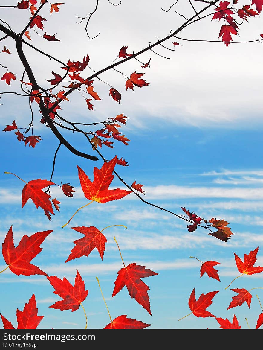 Red Maple leaves falling from tree with blank area for text. Red Maple leaves falling from tree with blank area for text