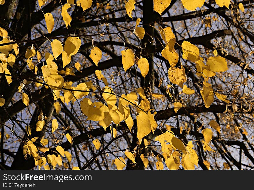 Lime foliage in November