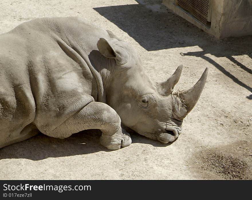 Sleeping Rhino