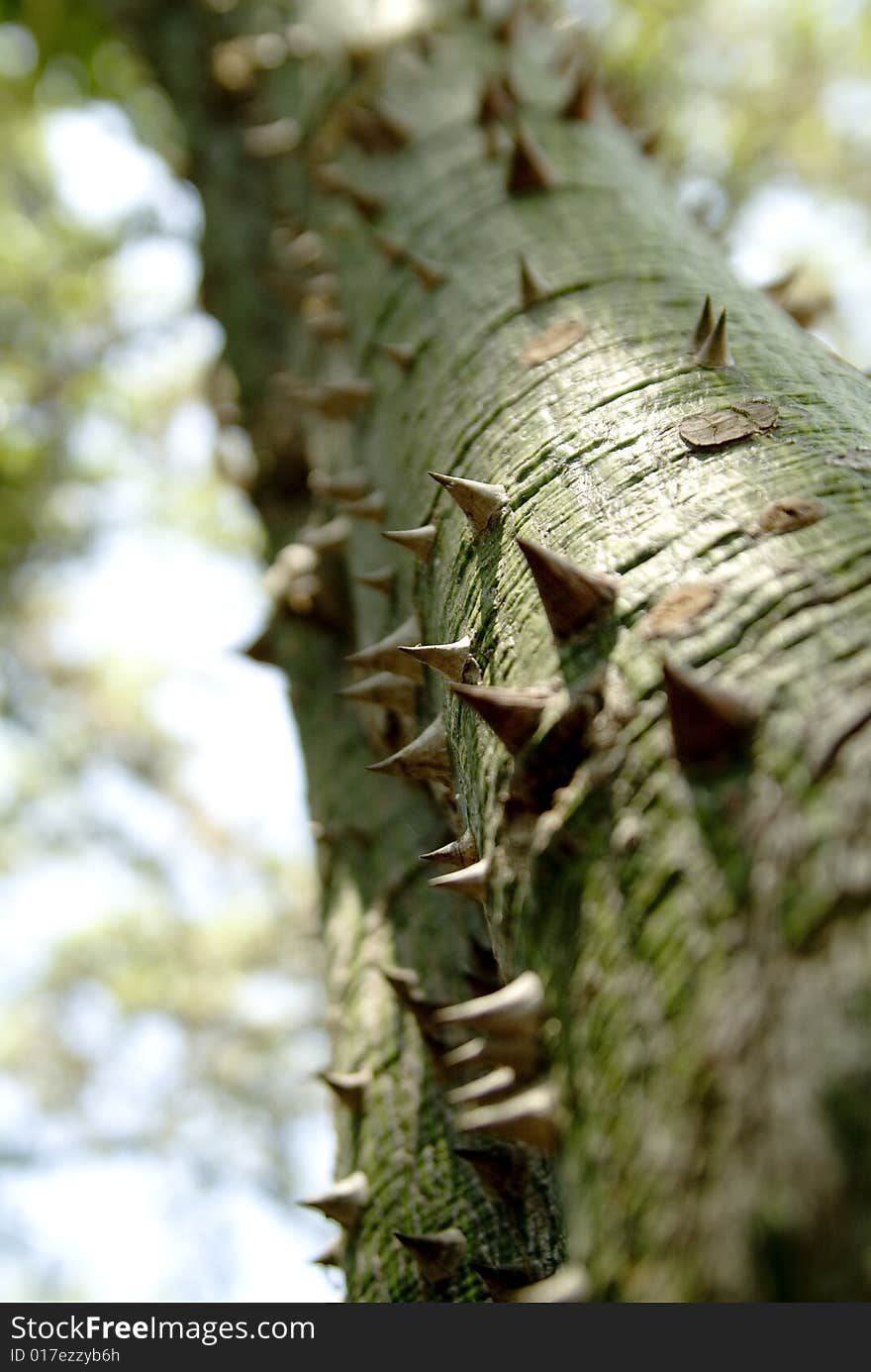 Thorny Green Tree 1