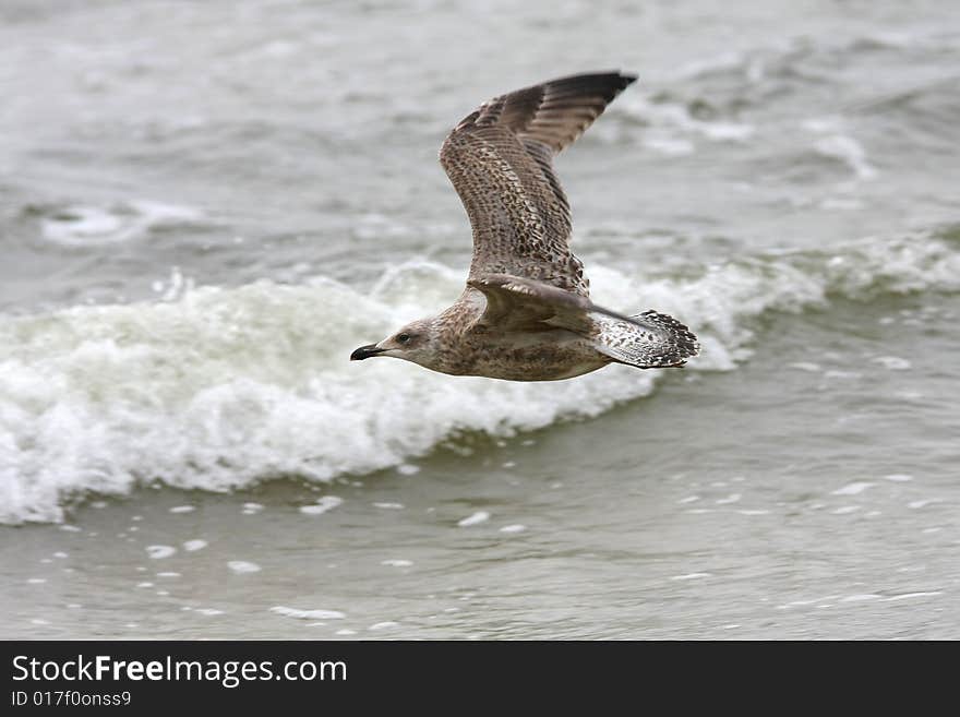 Seagull In The Air