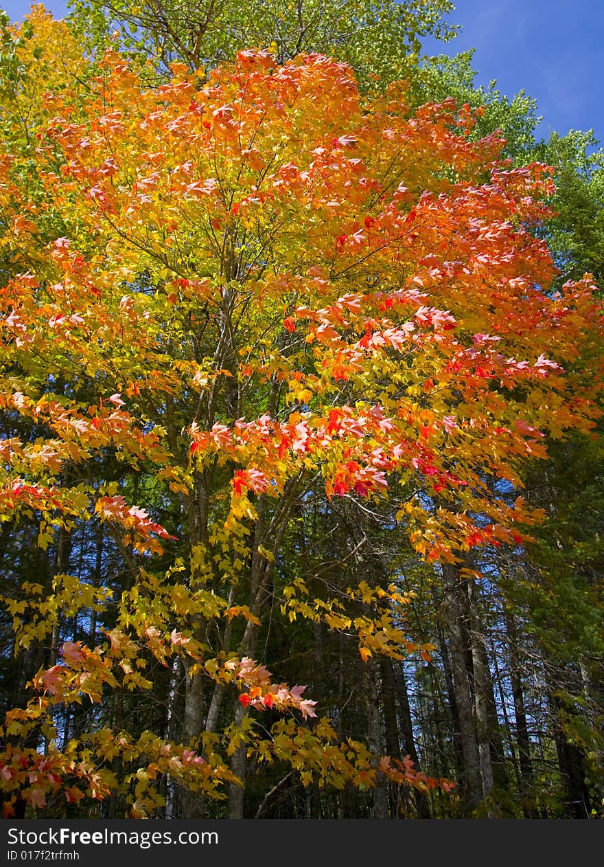 September neon leaves in the north woods of Minnesota