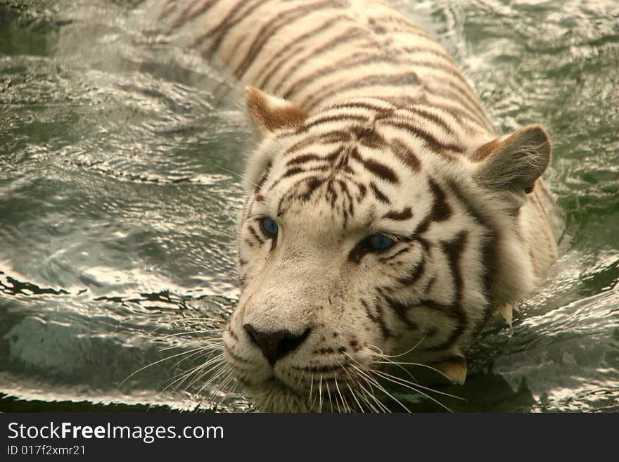 White tiger swimming in the river