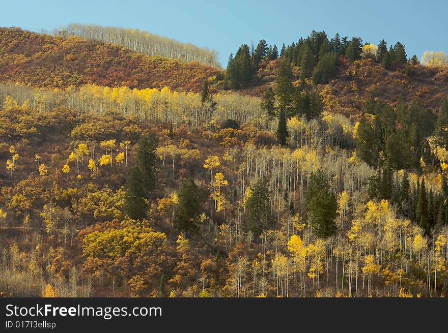 Colorful Aspen Pines