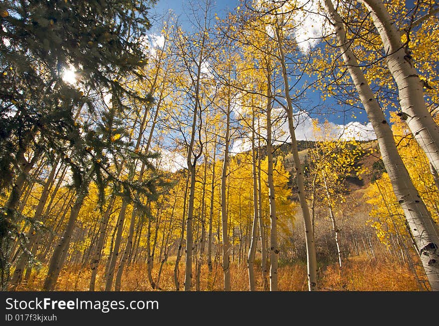 Colorful Aspen Pines Against Deep Blue Sky