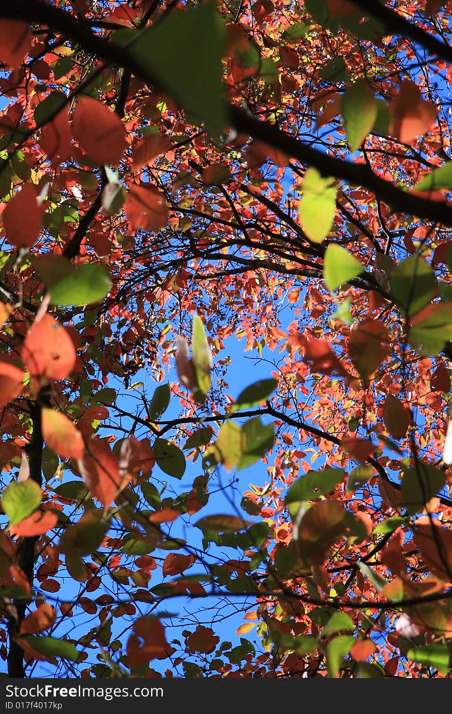 Fall leaves background against clear blue sky.