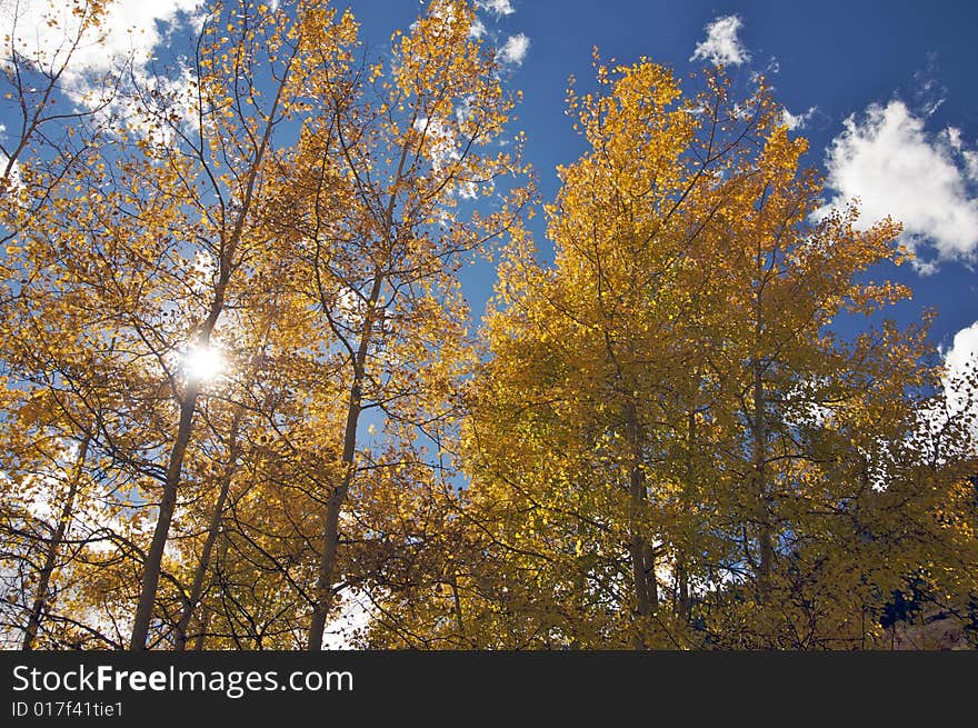 Colorful Aspen Pines Against Deep Blue Sky