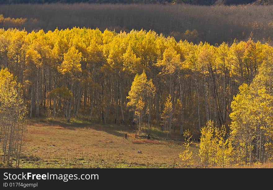 Aspen Pines Changing Color Before Winter