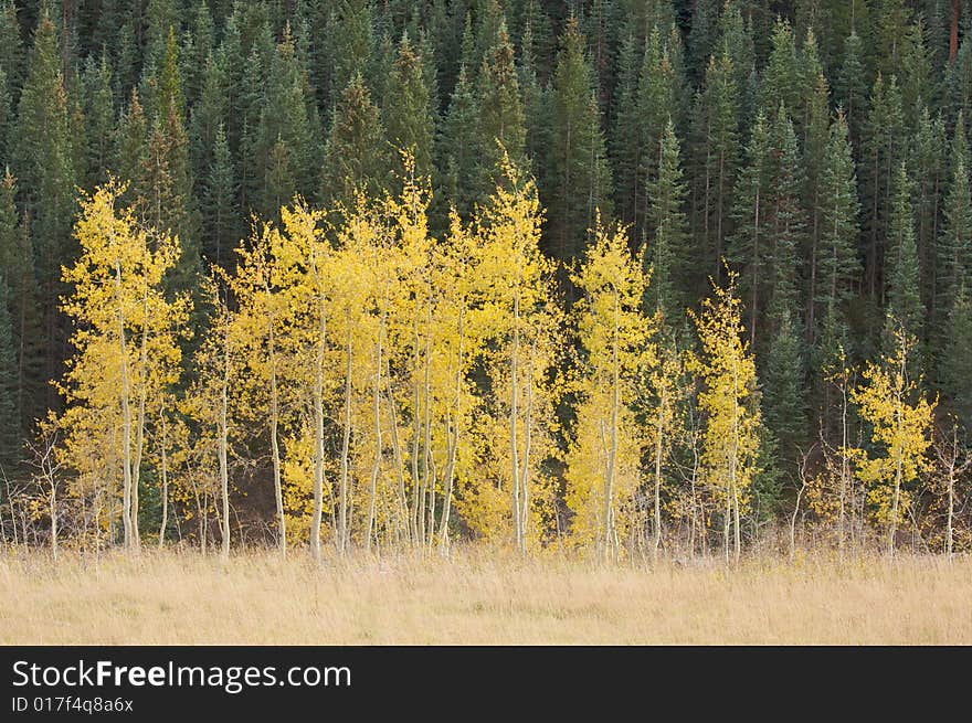 Aspen Pines Changing Against the Mountain Side. Aspen Pines Changing Against the Mountain Side