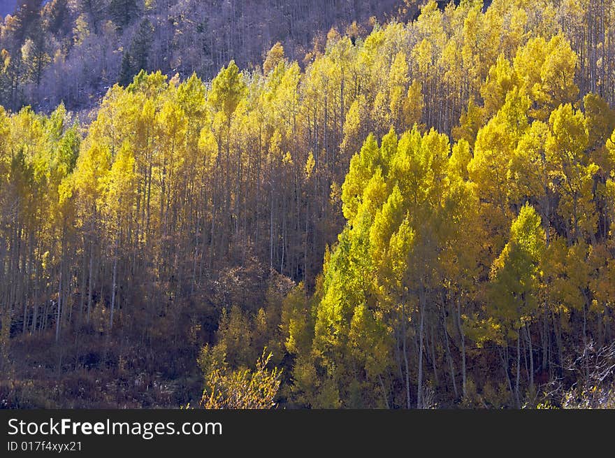 Aspen Pines Changing Color Against the Mountain Side