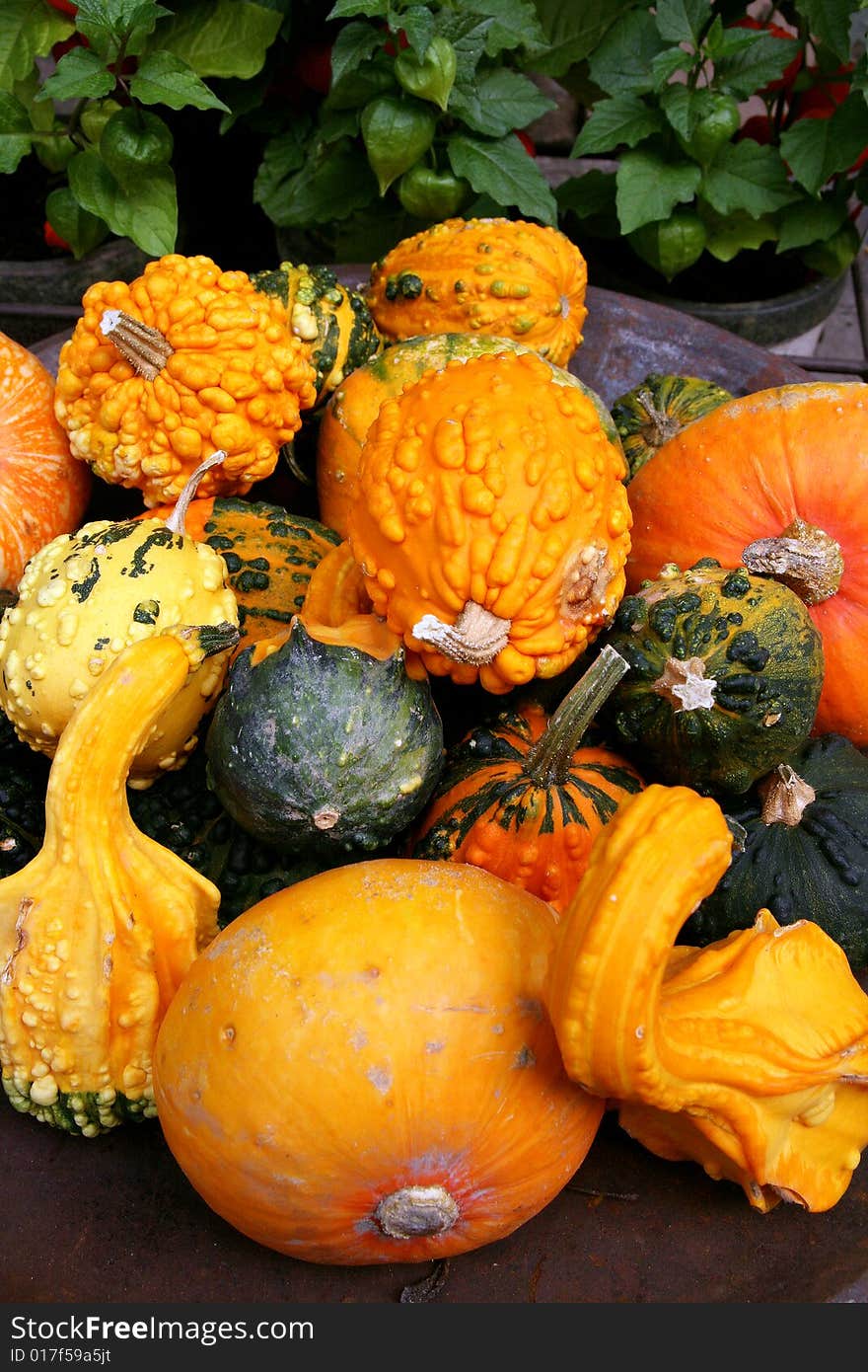 Orange and green italian pumpkins. vegetables food. Orange and green italian pumpkins. vegetables food.