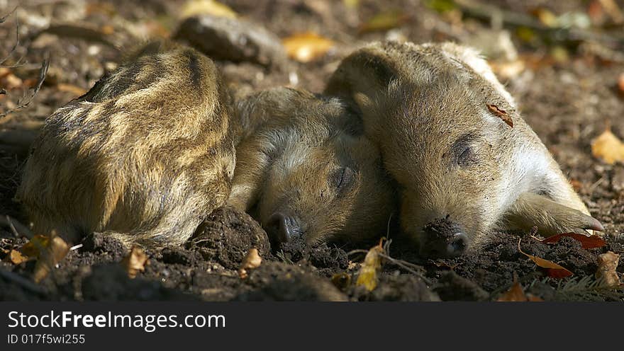 Wild pigs in german forest