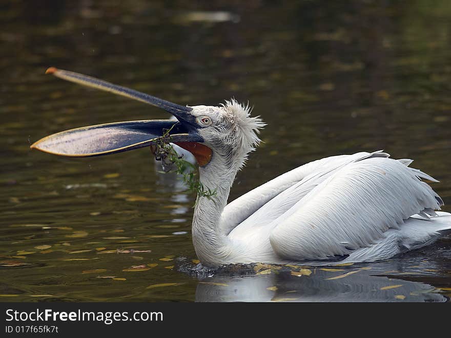 A pelican in ZOO Prague