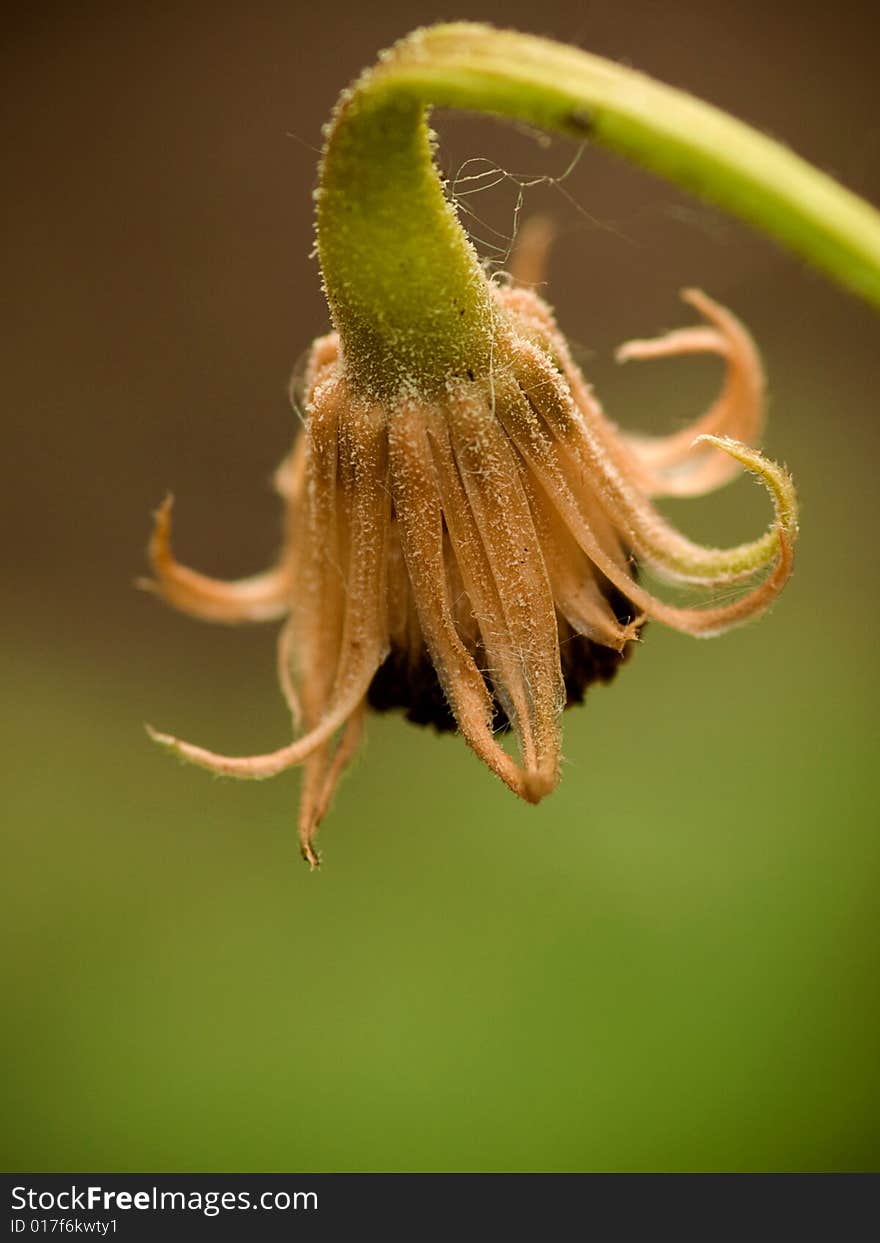 A flower at the end of it's life cycle. A flower at the end of it's life cycle.