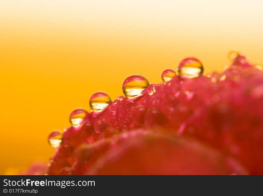 Close-up petals of flower with water drop, macro (shallow DOF)