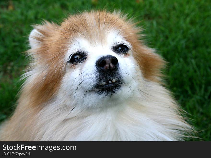 Pomeranian with crooked teeth