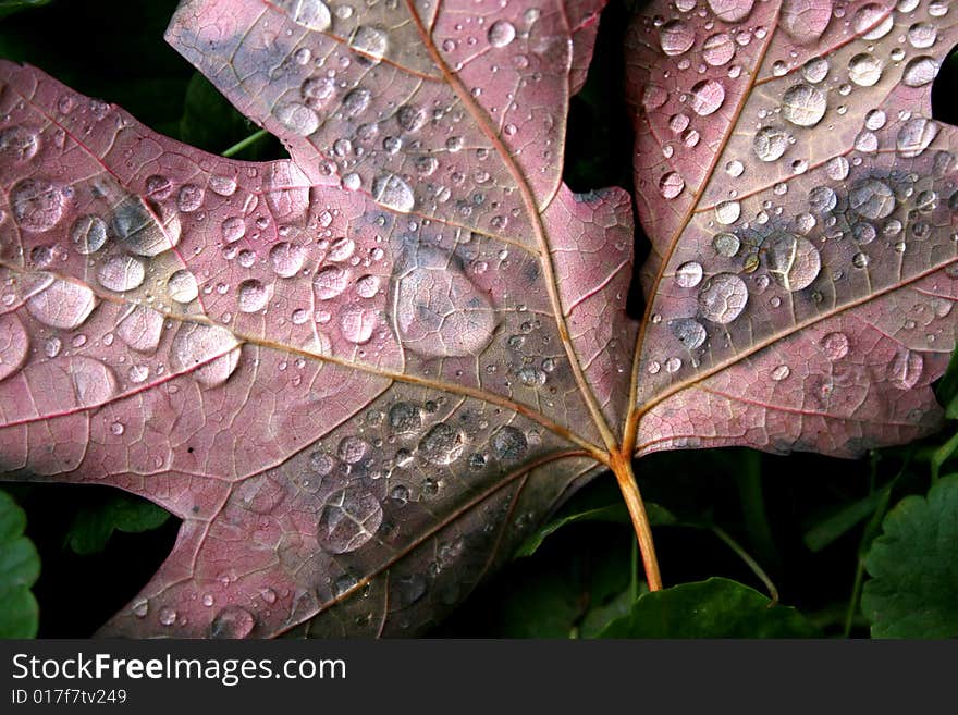 Autumn leaf turned over, with morning dew. Autumn leaf turned over, with morning dew