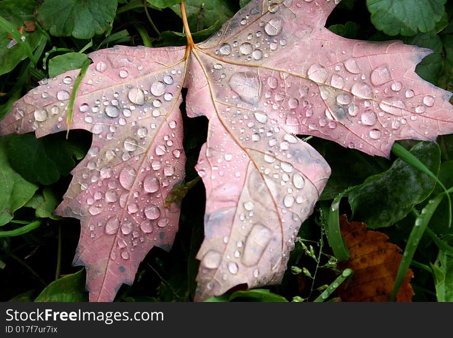 Morning Dew on a Leaf