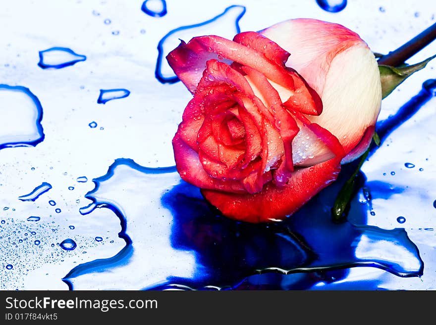 Rose with water drops on blue