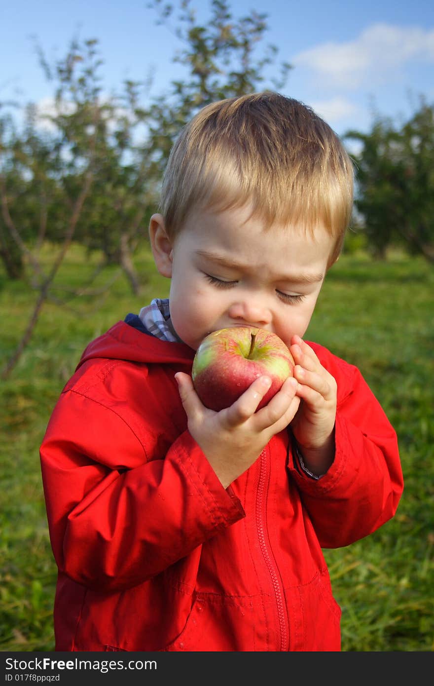 A toddler boy wearing a red jacket taking a bite of a freshly picked apple at the orchard. A toddler boy wearing a red jacket taking a bite of a freshly picked apple at the orchard.