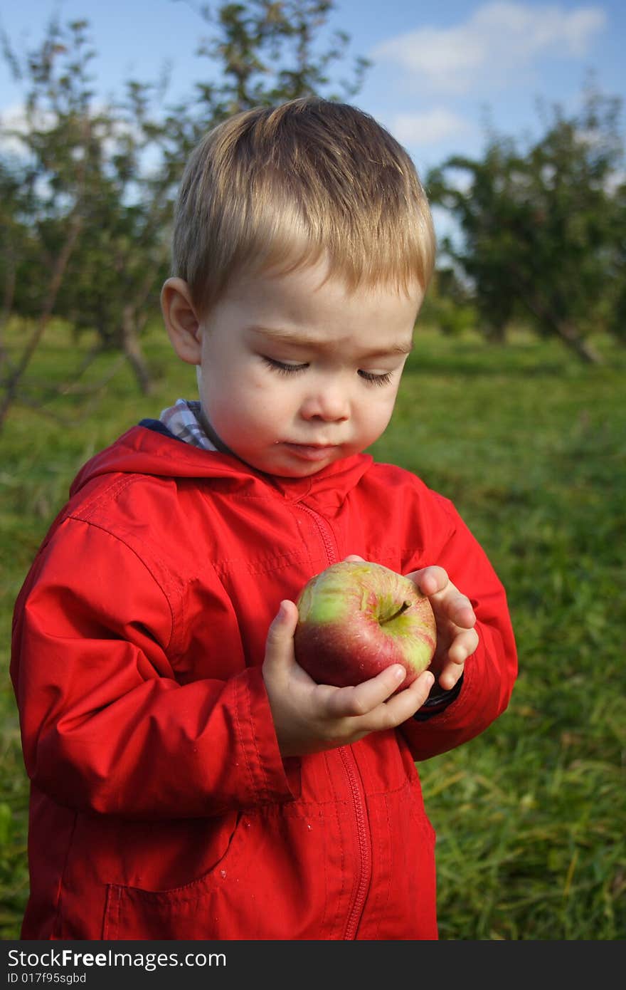 A toddler boy wearing a red jacket looking at a freshly picked apple at the orchard. A toddler boy wearing a red jacket looking at a freshly picked apple at the orchard.