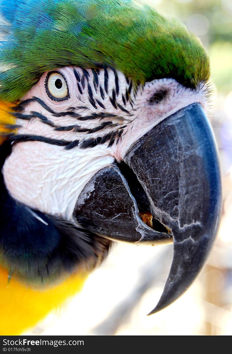 Macaw Side View